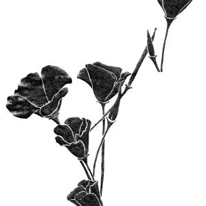 California Poppy