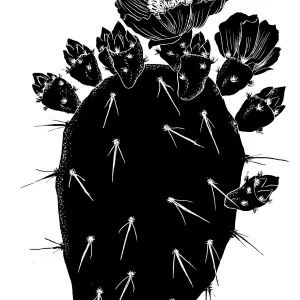 Prickly Pear