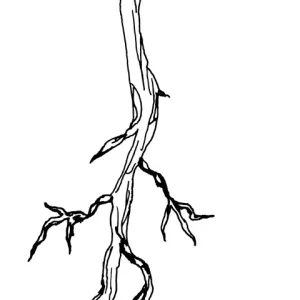 Oak Seedling