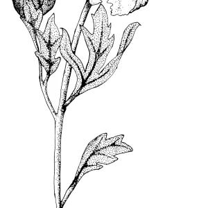 Matilija Poppy