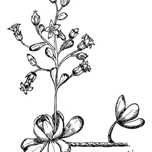 Stone Crop