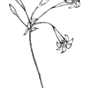 Harvest Brodiaea