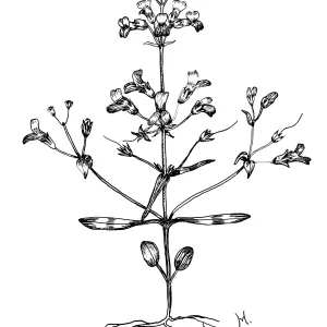 Little Collinsia