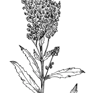 Golden Rod