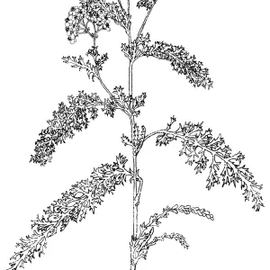 Yarrow