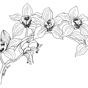 Stream Orchid