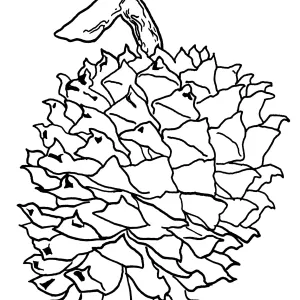 Grey Pine Cone