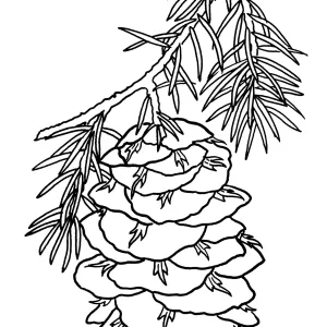 Big Cone Spruce