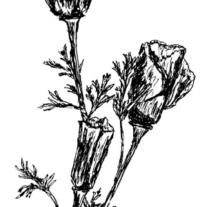 California Poppy