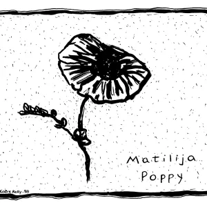 Matilija Poppy