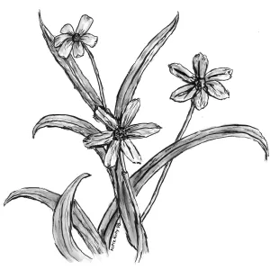 Blue Eyed Grass