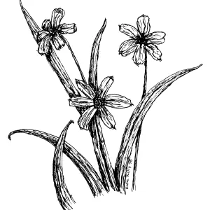 Blue Eyed Grass