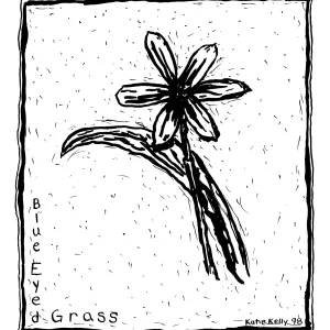 Blue Eyed Grass