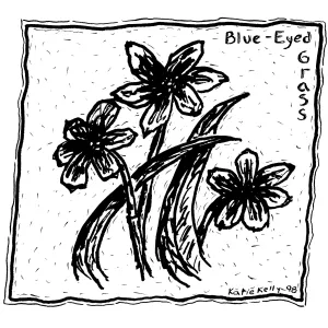 Blue Eyed Grass