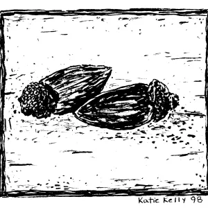 Acorns