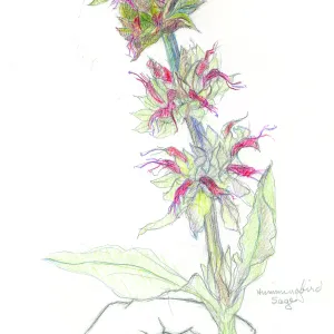 Hummingbird Sage