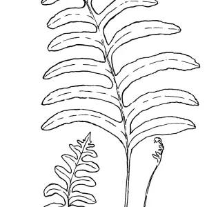 California Polypody
