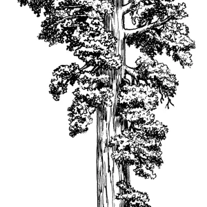 Giant Sequoia. Sequoiadendron gigantea