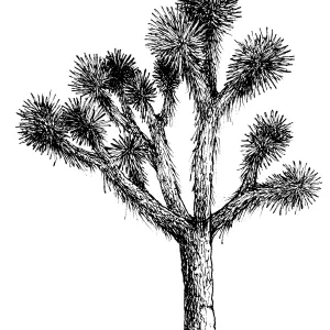 Joshua Tree