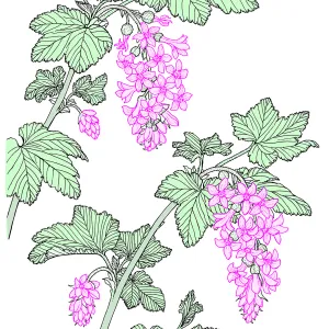 Ribes (Currant, Gooseberry )