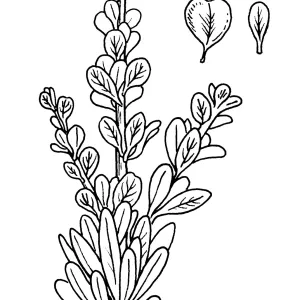 Ceanothus fascicularis (leaves = ramulosis)