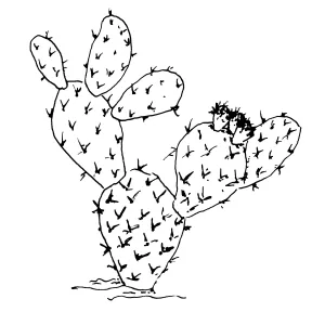 Prickly Pear