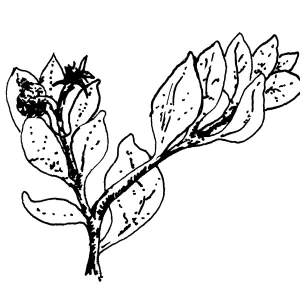 Manzanita