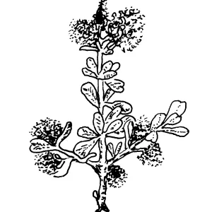 California Lilac