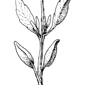 Purple Sage
