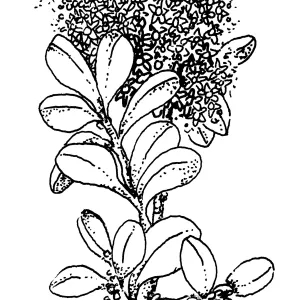 California Lilac