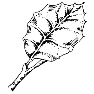 Oak leaf