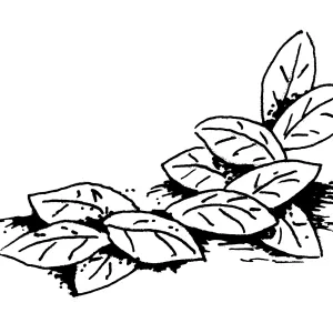 Manzanita leaves