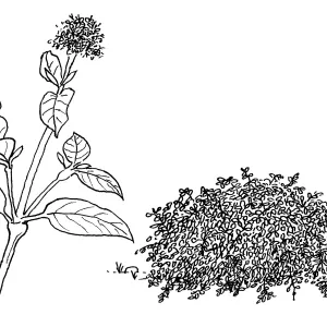 Creek Dogwood