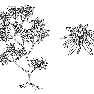 Rhododendron macrophyllum