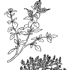 Saltbush