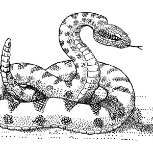 Western Rattlesnake