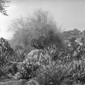 Early view of desert section with Palo Verde and exotic agaves