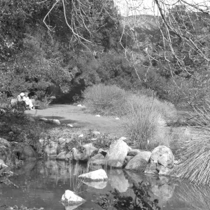 Pond looking north