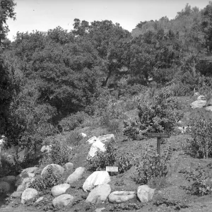 duplicate of SBBG_PR_02704, Early view of top of Indian Trail 
