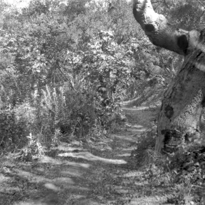 Unknown location in the Garden
