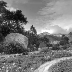 Blaksley Boulder from the Ground Cover Display