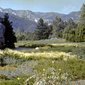 Meadow in the 1950s (original was a slide)