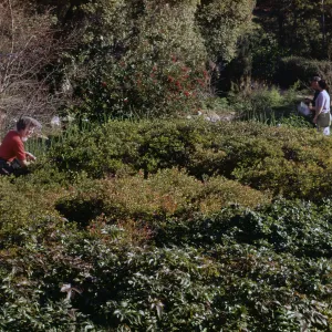 Unknown garden location. Berberis in foreground, manzanita behind