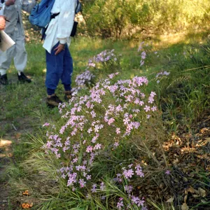 Wildflower Foray 2003