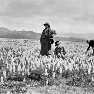 ï¿½West bank arroyoï¿½, people gathering lupine, ï¿½Plum[?] Caï¿½onï¿½