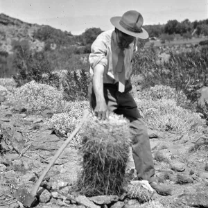 Black and white photograph of a man in a hat with an axe touching a cactus, with desert plants and hills in the background.