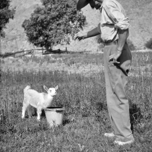 Black and white photograph of a man in a hat feeding a white baby goat, with a tree and hillside in the background.