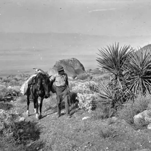 Black and white photograph of a man in a hat leading a horse up a hill and looking at a desert plant.