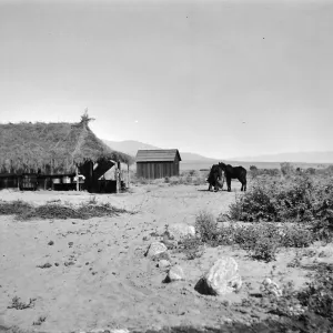 Black and white photograph of two buildings, one with a palm frond roof and two black horses in front of it.