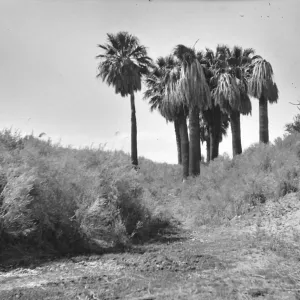 Black and white photograph of a cluster of palm trees with brush around them at the top of a low hill.